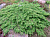 Можжевельник обыкновенный Green Carpet, Р 23, 40-50 см