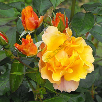 Роза флорибунда Текила