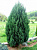 Можжевельник китайский (Juniperus chinensis Stricta) 60-80 см, C 5л