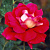 Роза чайно-гибридная Кроненбург V 4л (d-18,5, h-21.5) М*