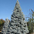Ель колючая (Picea pungens Hoopsii) С5 60-80