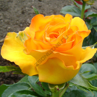 Роза чайно-гибридная Керио