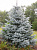 Ель колючая (Picea pungens Edith C7,5 50-60)
