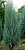 Можжевельник скальный (Juniperus scopulorum Blue Arrow) C10 125-150