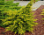 Можжевельник китайский (Juniperus chinensis Kuriwao Gold) C3 30-40