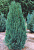 Можжевельник скальный (Juniperus scopulorum Blue Arrow) RB100/125