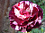 Роза флорибунда Нью Имэджин V 4 л