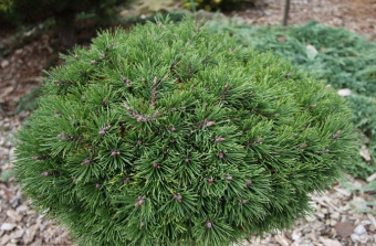 Сосна горная Грун Велле, Pinus mugo Grune Welle, в горшке 5л, 20-25 см