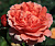 Роза чайно-гибридная Этруска V 4 л М*