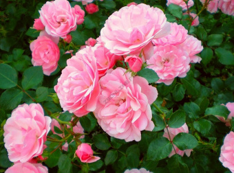 Роза флорибунда Боника (С3,5) (розовый)