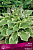 Хоста гибридная Тамбурин (листья зелёные со светло-кремовой каймой, 1шт, I)