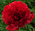Пион молочноцветковый Ред Грейс 