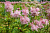 Лабазник красный "Venusta Magnifika", розовый, h120 см, C 2л