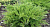 Можжевельник средний (Juniperus media Mini Julep) 20-25 см, C 2л