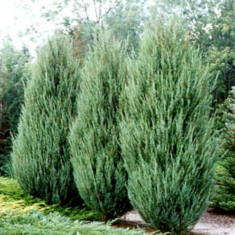 Можжевельник скальный Скайрокет, Juniperus scopulorum, в горшке, 200-225 см