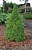 Ель сизая (Picea glauca Conica) C4 л, 50 