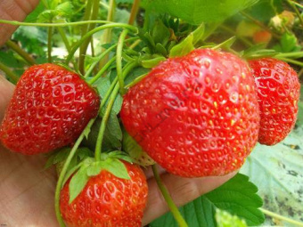 Земляника садовая Фея (Р9) (средний, крупный, высокоурожайный, ягоды сладкие)