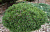 Сосна горная Грун Велле, С 5, 20-25 см