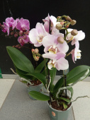 Орхидея микс 9/40 см