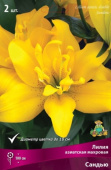 Лилия азиатская Сандью 12-14/К 3шт