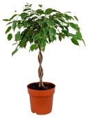 Фикус Бенджамина переплетенный D17см H65-75см
