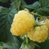 Малина ремонтантные сорта Золотой сентябрь/ЦКорЛюкс