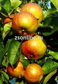 Яблоня колонновидная Валюта, С 5-10