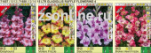 Гладиолус Ruffle Flowering 4, 71658, 1 шт
