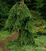 Ель обыкновенная (Picea abies Frohburg C7,5 60-80)