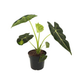 Алоказия  Фридек в асс.D12см H50 см