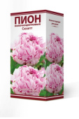 Пион молочноцветковый Сюзетт 2-3/К
