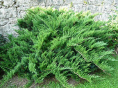 Можжевельник казацкий (Juniperus sabina Tamariscifolia C2 25-30)