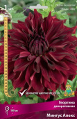 Георгин декоративный Мингус Алекс, насыщенно-бордовый, 1 шт