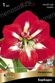 Амариллис простой Барбадос*/К