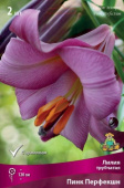 Лилия Трубчатая Пинк Перфекшн, розово-сиреневая, края насыщенно-розовые, длина цветка 13 см, диаметр 11 см, 1 шт