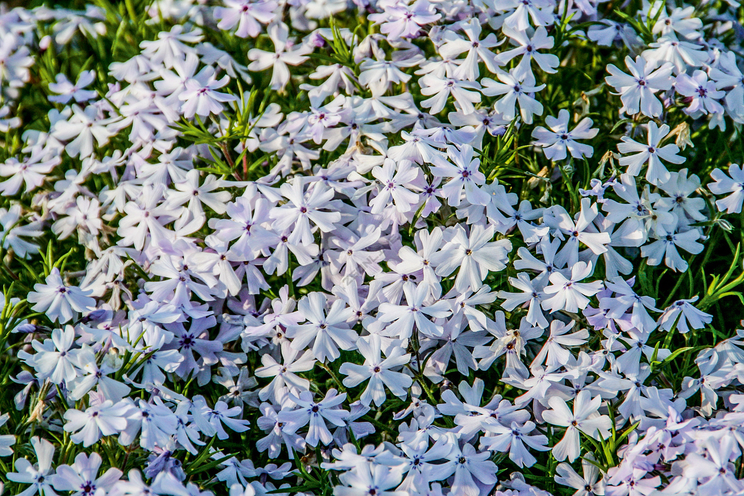 Флокс шиловидный, Phlox subulata G.F. Wilson, лавандово-голубой, h-20 см, 1  л