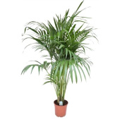 Ховея 30/200 см