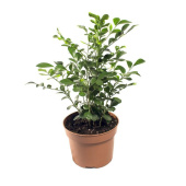 Муррайя D12см H25см