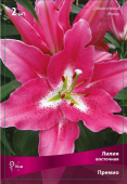 Лилия Восточная Премио, насыщенно-розовый с белым горлом, 1 шт