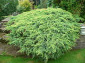 Можжевельник чешуйчатый (Juniperus sqamata Holger) 45-55 см, C 5л