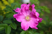 Роза морщинистая (Rosa rugosa Rubra) C2/3 л