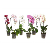 Орхидея Фаленопсис 1 ветка D12 H50 см каскад