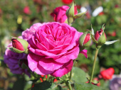 Роза флорибунда Олд Порт, C 7, 30-40 см
