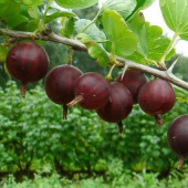 Крыжовник Сириус С 3 (30-50см)