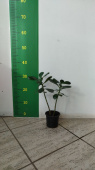 Клузия 7/15 см