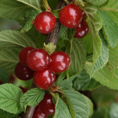 Вишня войлочная Царевна/С