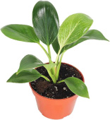 Филодендрон смесь D12