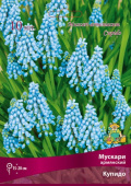 Мускари армянский Купидо 7-8/К 10шт