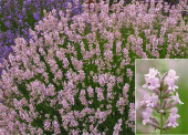 Лаванда остролистная фиолетово-розовая, Lavandula angustifolia Rosea, 1 л, 40 см