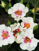 Роза гибрид р.персидской Си Ю Ин Пёрпл, 7 л, 30-40 см